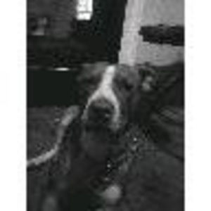 Meet your Posher, Bo